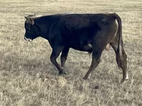 Toro, Ganado vacuno — foto 6