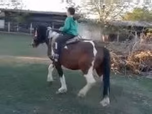 Horse (M), Horses — Hungary