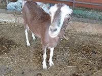 بز ماده, LaMancha goats — عکس 2
