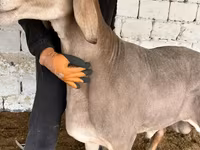 Ovan, Arashan sheep — fotografija 4