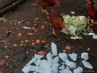 Chickens — 照片 1