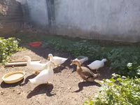 Deutscher Pekin — Foto 3