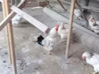 Chickens — foto 3