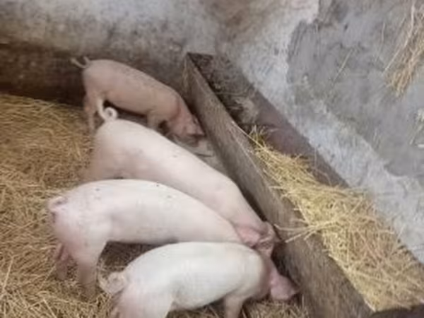 Doofaar dhaddig, Pigs
