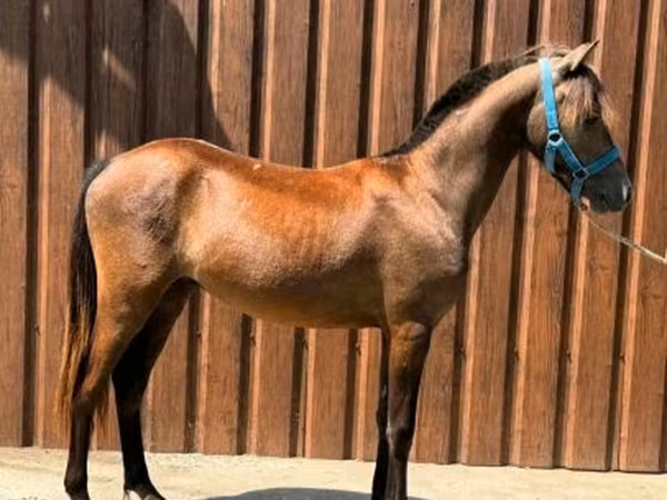 Hingst, Heste