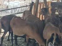 Oaie, Cameroon sheep — foto 3