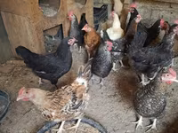 Chickens — 写真 1