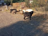 Billy Goat, Goats — photo 5