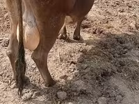 Lembu betina, Cattle — foto 3