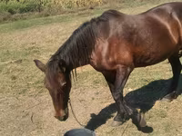 Hoppe, Heste — foto 3