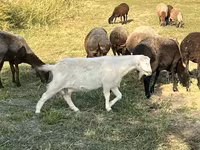 Capra, Nubian Goat — foto 3