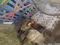 گوسفند (گروه، جنسیت مشخص نشده), گوسفند — عکس 3
