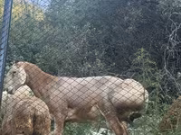 Ovce, Edilbay sheep — foto 2