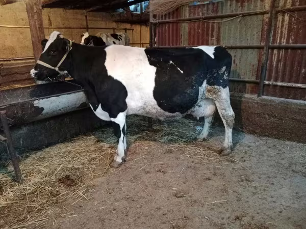 ላም, Latvian Blue cattle