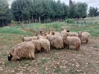 Πρόβατα (παρτίδα, φύλο μη καθορισμένο), Racka sheep — φωτογραφία 5