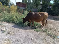 İnek, Alatau ırkı — foto 2