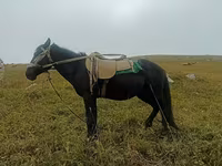 اسب نر, اسب — عکس 3