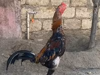 Chickens — عکس 5