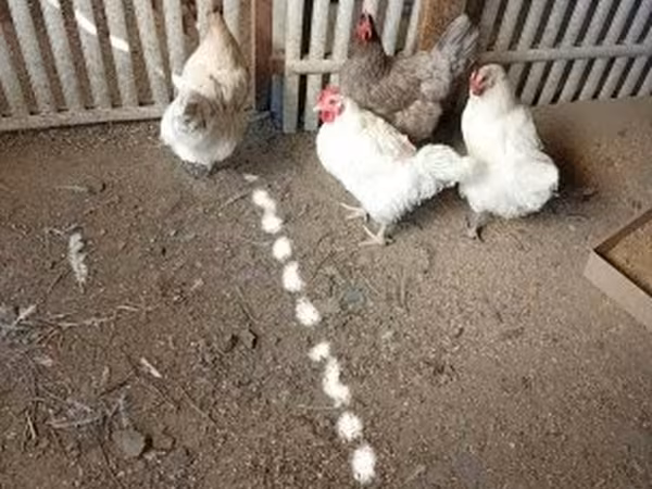 سَسِكس