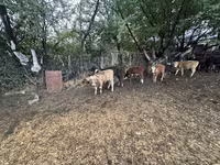 Bulle, Swiss cattle — Foto 2