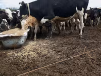 Lo’, Holstein breed — sawirka 2