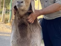 Ram, Arashan sheep — foto 3