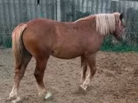Kuda betina, Horses — foto 6