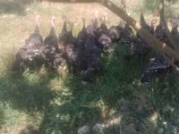 Turkeys — fotografija 3