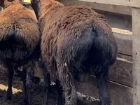 Beran, Arashan sheep — foto 3