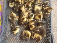 Ducks — foto 3