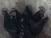 அயம் செமானி — புகைப்படம் 2