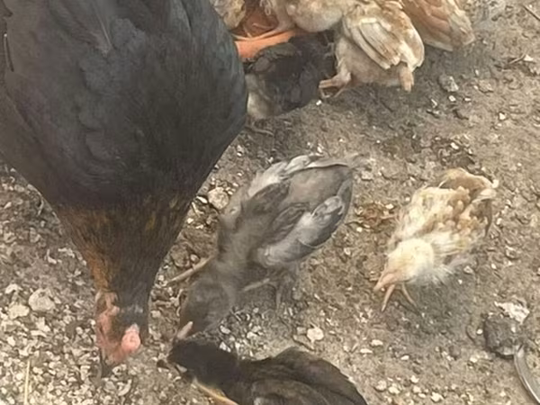 Chickens