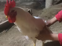 Chickens — foto 2