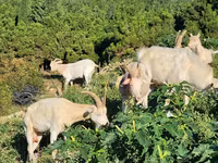 Էգ այծ, Այծեր — լուսանկար 8