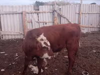 Sapi, Latvian Blue cattle — foto 3