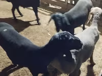 قوچ, Hissar sheep — عکس 3