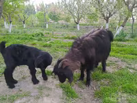 Koza, Kozy — foto 1