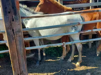 Cavalla, Cavalli — foto 2