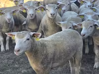میش, Ile-de-France sheep — عکس 1