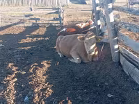 Lembu betina, Cattle — foto 2