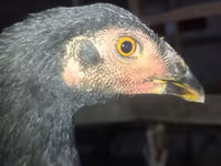 Chickens — عکس 2
