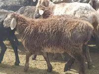 ცხვარი, Edilbay sheep — ფოტო 2