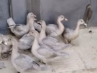 Мулард — 3 зураг