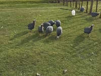 Turkeys — 사진 5