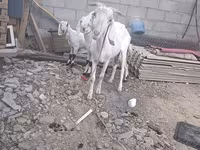 ছাগী, ছাগল — ছবি 6