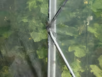 Sera Gradina Profesionala Demetra Italia 12X4.5X2.5M - ie - livrare / credit / agroteh — լուսանկար 2