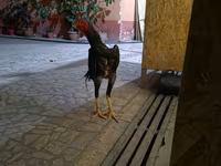 Chickens — Foto 3