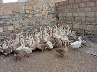 Geese — Foto 3