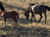 اسب (گروه، جنسیت مشخص نشده), Kazakh horse — عکس 1