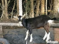 Ri’ lab, Goats — sawirka 3